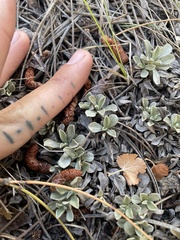 Antennaria parvifolia