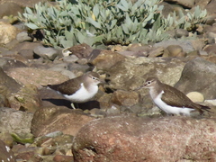 Actitis hypoleucos