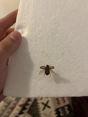 Amphimallon solstitiale