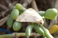 Heliothis peltigera