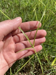 Cyperus brevifolius