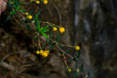 Berberis × stenophylla