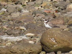 Charadrius hiaticula