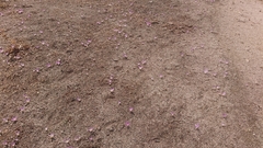 Colchicum montanum