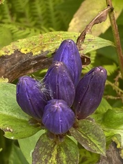 Gentiana clausa