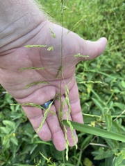 Leersia