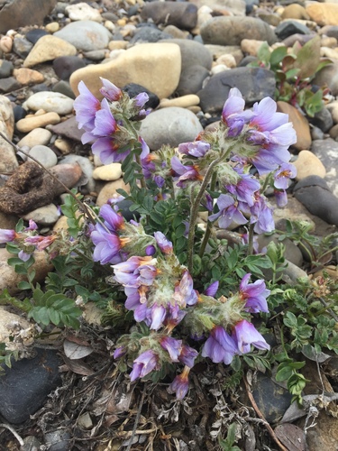 Northern Jacob's-ladder