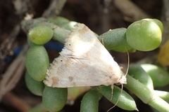 Heliothis peltigera