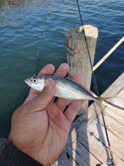 Trachurus lathami