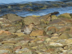 Calidris alpina