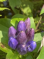 Gentiana clausa