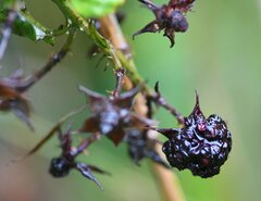 Rubus occidentalis