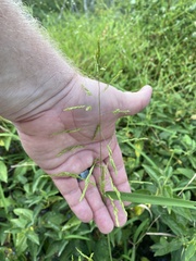 Leersia