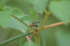 Tritoxa incurva