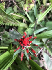 Castilleja arvensis arvensis