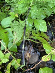 Equisetum sylvaticum