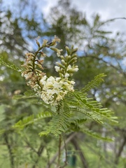Eysenhardtia polystachya
