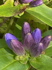 Gentiana clausa