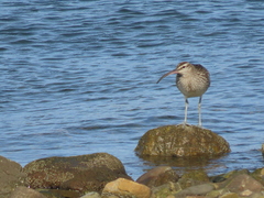 Numenius phaeopus