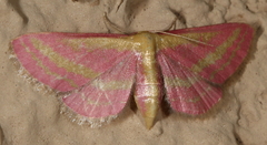 Leptostales laevitaria