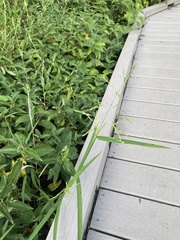 Leersia