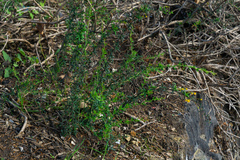 Berberis × stenophylla