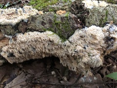 Radulomyces