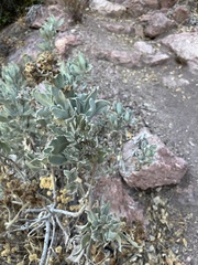 Eriodictyon tomentosum