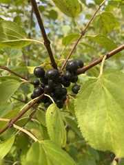 Rhamnus cathartica