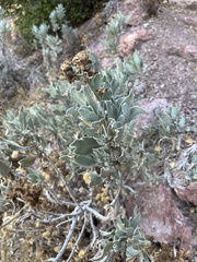 Eriodictyon tomentosum