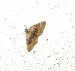 Xanthorhoe quadrifasiata