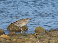 Numenius phaeopus