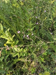 Desmodium