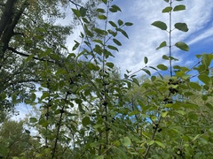 Rhamnus cathartica