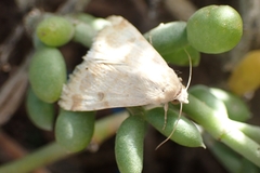 Heliothis peltigera