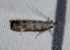 Dichomeris inversella