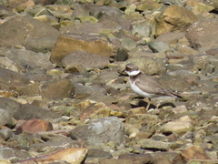 Charadrius hiaticula