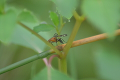 Tritoxa incurva