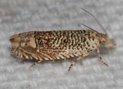 Eucosma argutipunctana