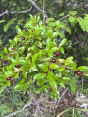 Eugenia ligustrina