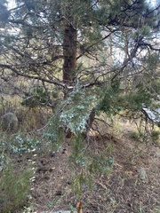 Juniperus scopulorum