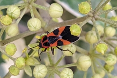 Tropidothorax leucopterus