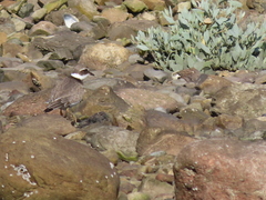 Charadrius hiaticula