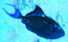 Odonus niger