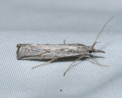 Thaumatopsis crenulatella