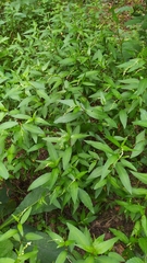 Persicaria mitis
