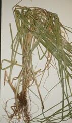 Carex argyrantha