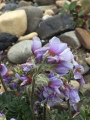Polemonium boreale