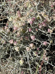 Scutellaria mexicana