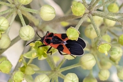 Tropidothorax leucopterus